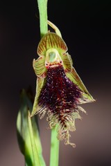 Calochilus therophilus