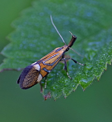 Alabonia staintoniella