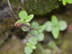 Siphlonurus quebecensis