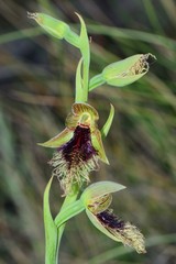 Calochilus therophilus