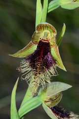 Calochilus therophilus