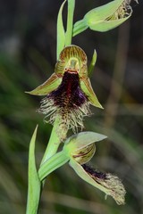 Calochilus therophilus