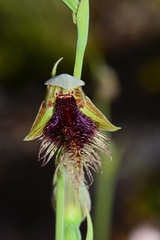 Calochilus therophilus