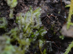 Geocalyx graveolens