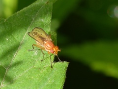 Tetanocera plebeja