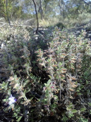 Salvia axillaris
