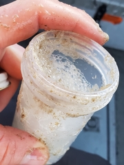 Phaeocystis