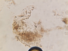 Phaeocystis