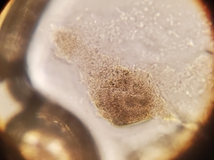 Phaeocystis