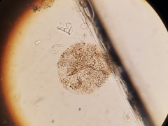 Phaeocystis