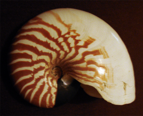 Bellybutton Nautilus