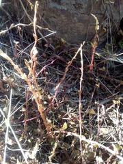 Callisia repens