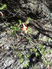 Clinopodium mexicanum
