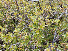 Quercus toumeyi