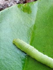 Marumba dyras