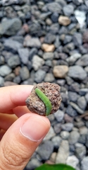 Marumba dyras