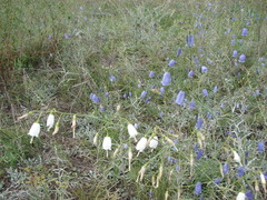 Adenophora stenanthina