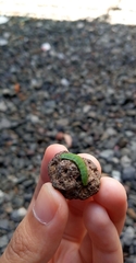 Marumba dyras