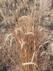 Elionurus barbiculmis