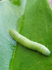 Marumba dyras