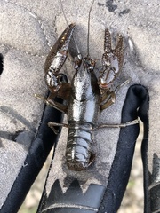 Faxonius leptogonopodus