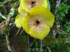 Telipogon hausmannianus