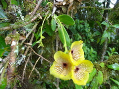 Telipogon hausmannianus