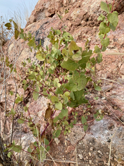 Guardiola platyphylla