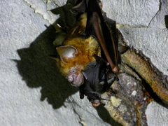 Hipposideros diadema