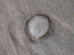 Rhizostomatoidea