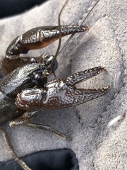 Faxonius leptogonopodus