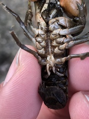 Faxonius leptogonopodus