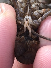 Faxonius leptogonopodus