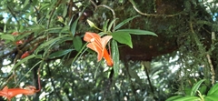 Columnea rubricaulis