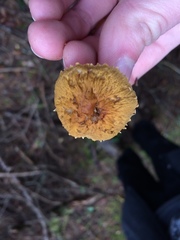 Cystoderma carcharias fallax