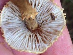 Cystoderma carcharias fallax
