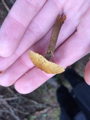 Cystoderma carcharias fallax