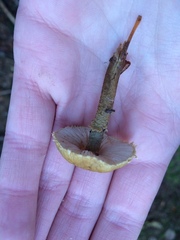 Cystoderma carcharias fallax