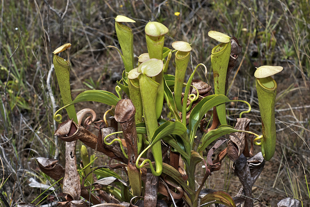 Nepenthes tenax, Queensland, AU