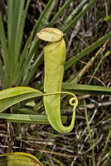 Nepenthes tenax