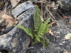 Myriopteris wootonii