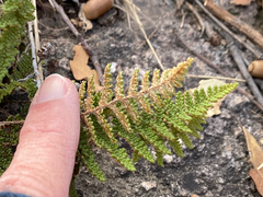 Myriopteris wootonii