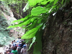 Microsorum membranaceum