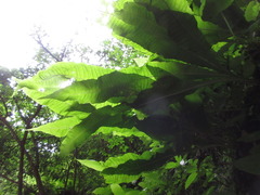 Microsorum membranaceum