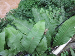 Microsorum membranaceum