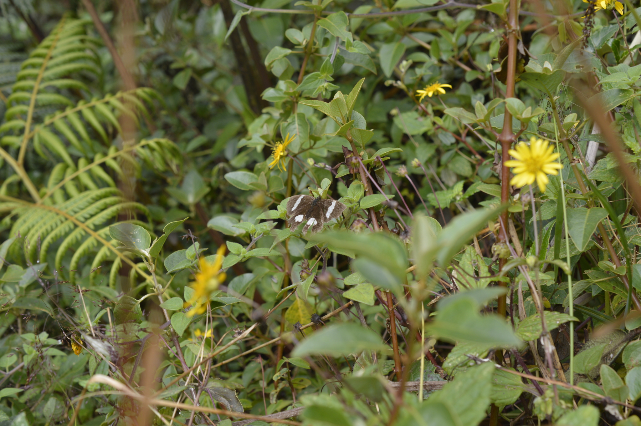 Pedaliodes phaedra image
