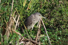 Nycticorax nycticorax image