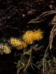 Mucronella flava