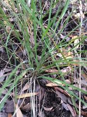 Austrostipa flavescens