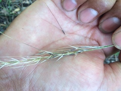 Austrostipa flavescens